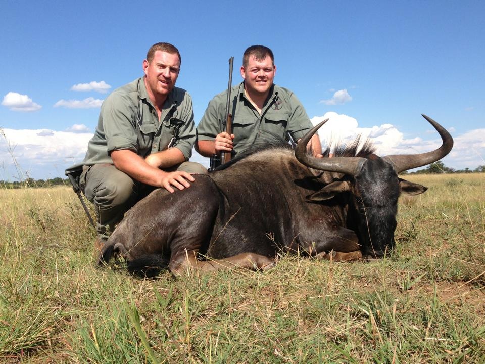 Trophy Blue Wildebeest Hunting In South Africa - Big Game Hunting