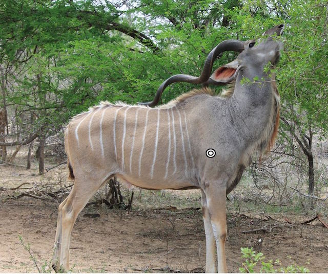 Trophy Kudu Hunting In South Africa Big Game Hunting Adventures