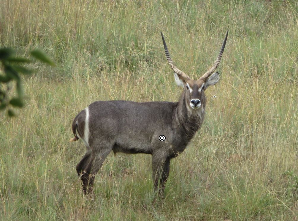 Trophy Waterbuck Hunting In South Africa | Big Game Hunting Adventures