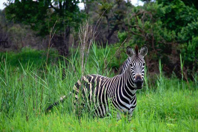 south african zebra