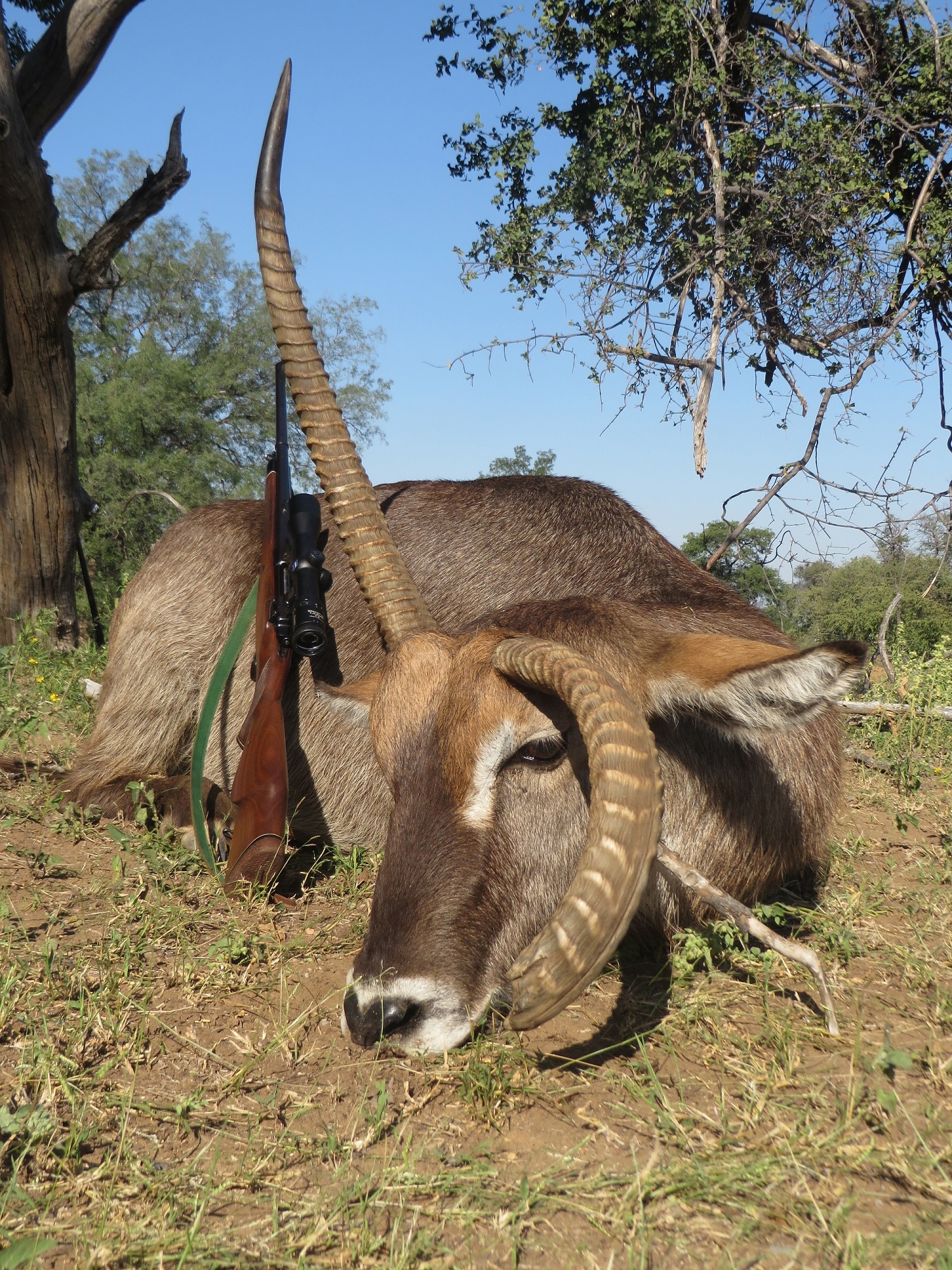 Trophy Waterbuck Hunting In South Africa | Big Game Hunting Adventures