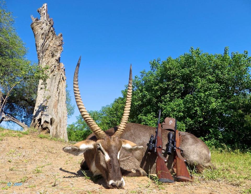 Trophy Waterbuck Hunting In South Africa | Big Game Hunting Adventures