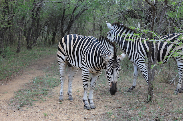 Trophy Zebra Hunting In South Africa | Big Game Hunting Adventures