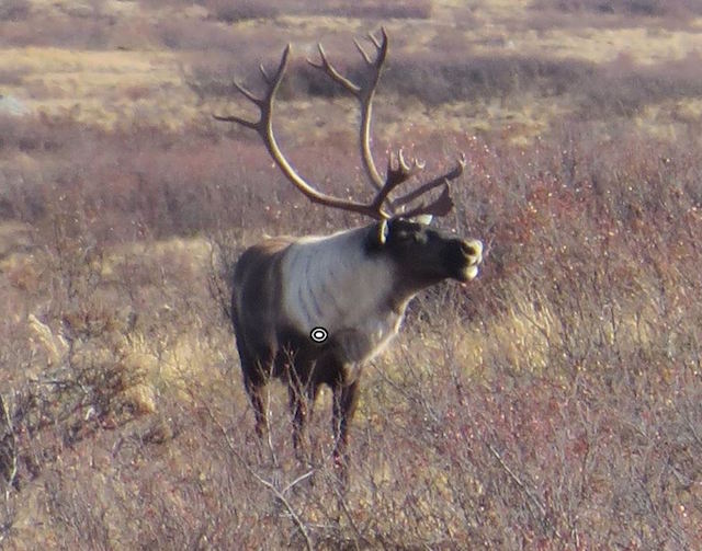 mountain caribou hunting shot placement quartering towards