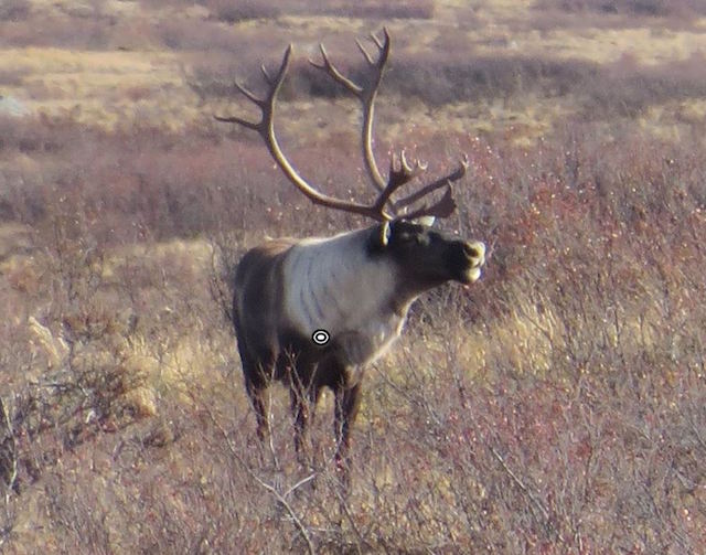 2024 Caribou Hunts  Henik Lake Adventures