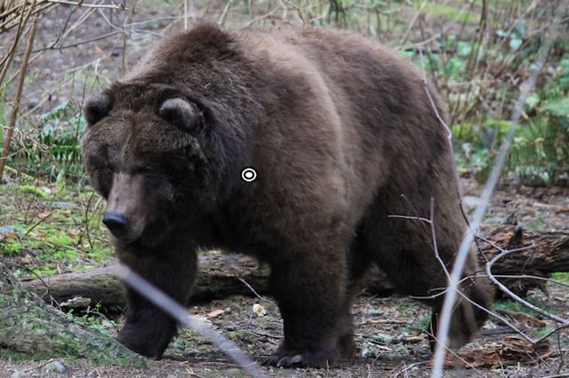 trophy grizzly bear hunting shot placement