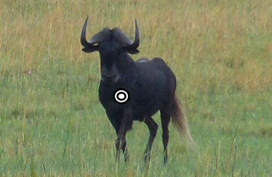 black wildebeest hunting shot placement quartering