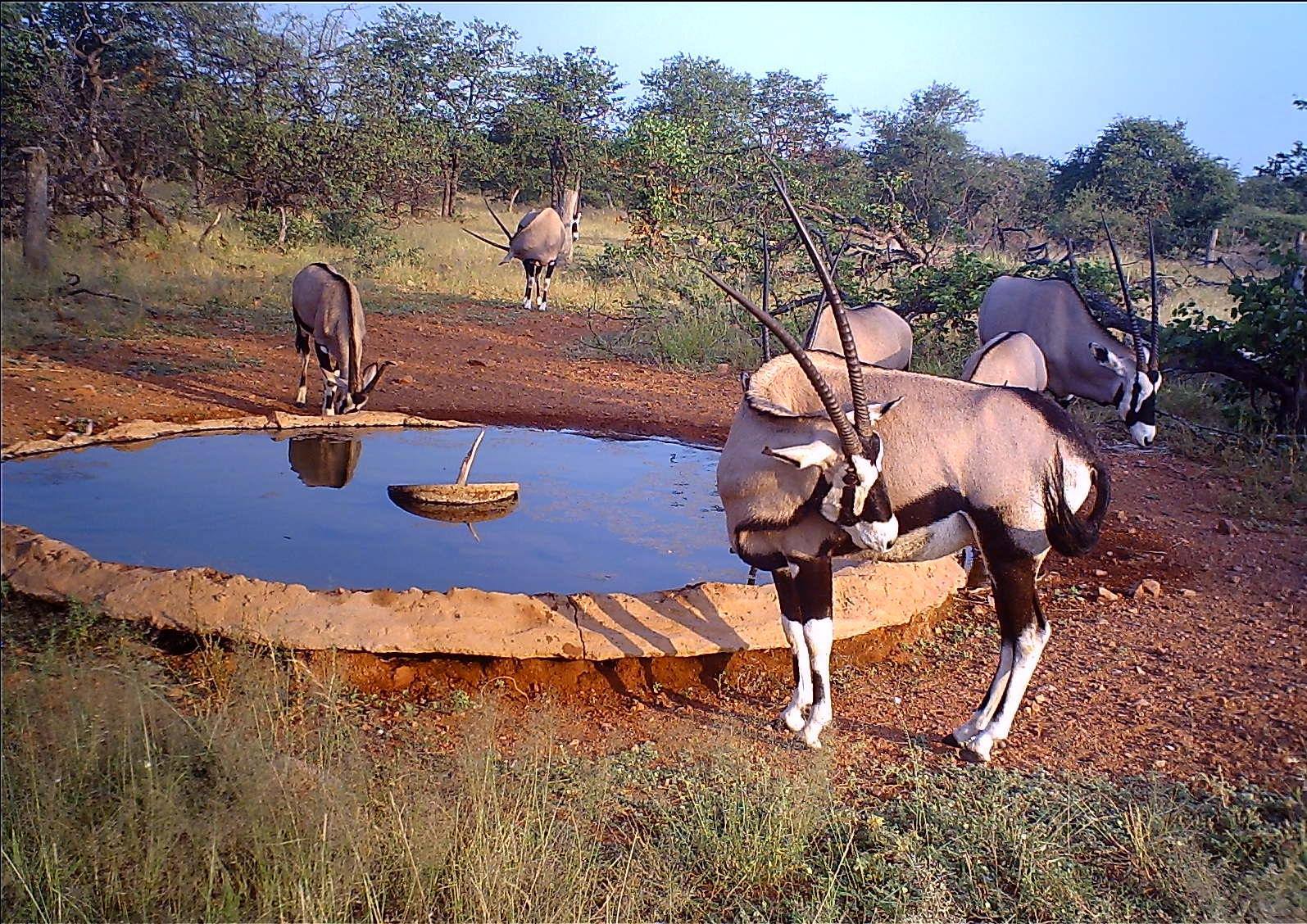 Trophy Gemsbok Hunting In South Africa | Big Game Hunting Adventures