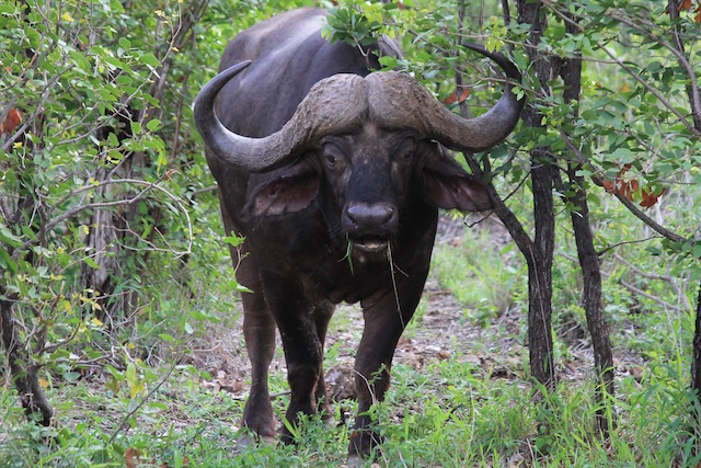 big game hunting adventures cape buffalo