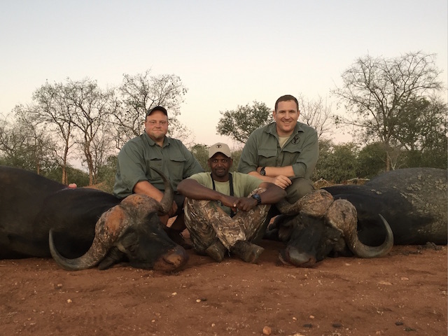 cape buffalo hunting south africa 2 buffalo