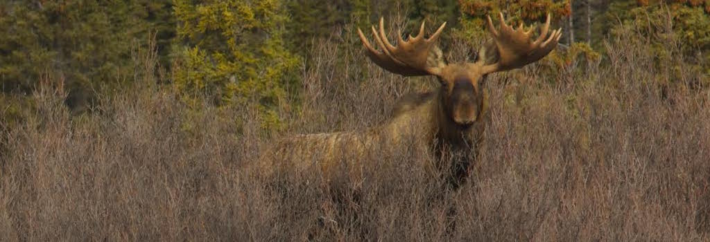 trophy moose hunting in canada