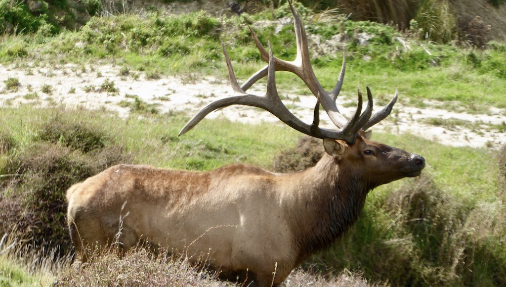 elk hunting in new zealand bull