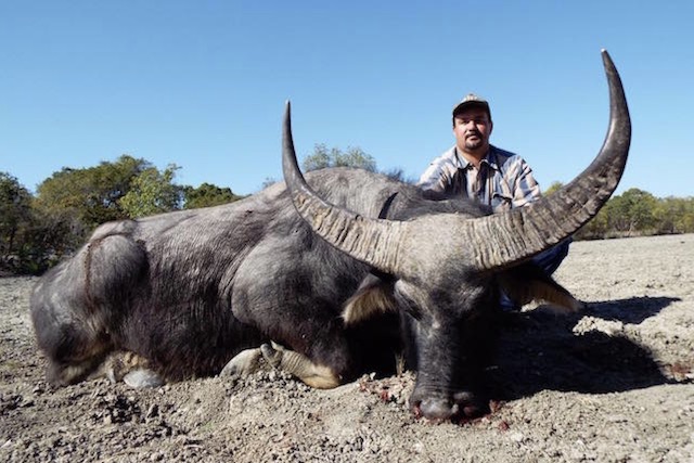 Water Buffalo In Australia - Big Hunting Adventures