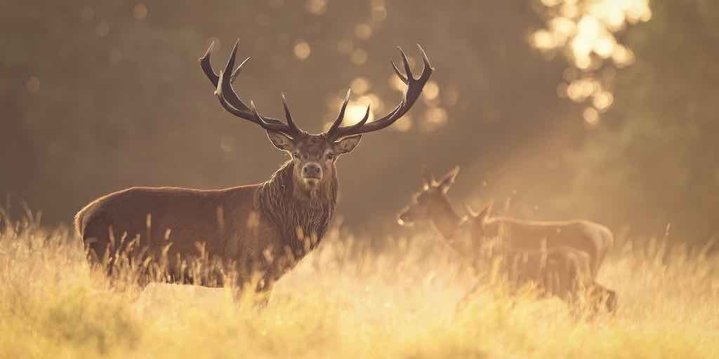 picture of new zealand hunting stag