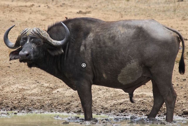 petroleum format Gymnastik Cape Buffalo Hunting In South Africa - Big Game Hunting Adventures