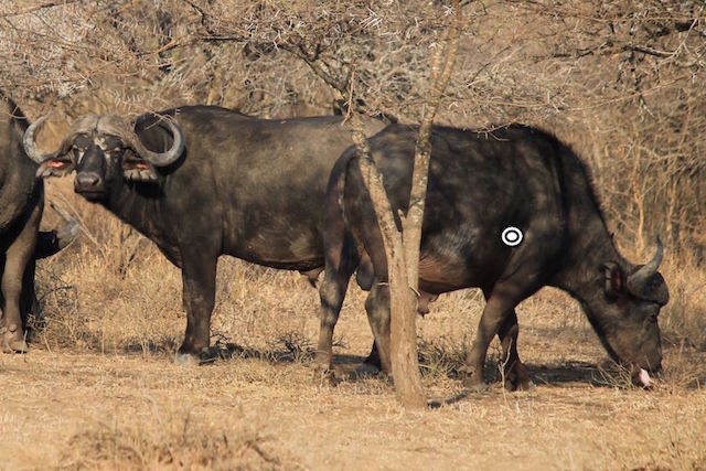 Cape Buffalo Hunting In South Africa - Big Game Hunting Adventures