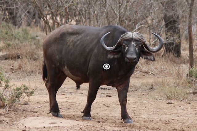 Cape Buffalo Hunting In South Africa - Big Hunting Adventures