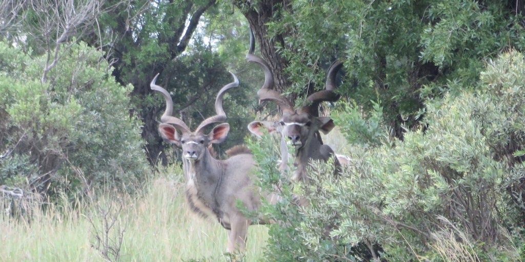 picture of south african hunting safari kudu