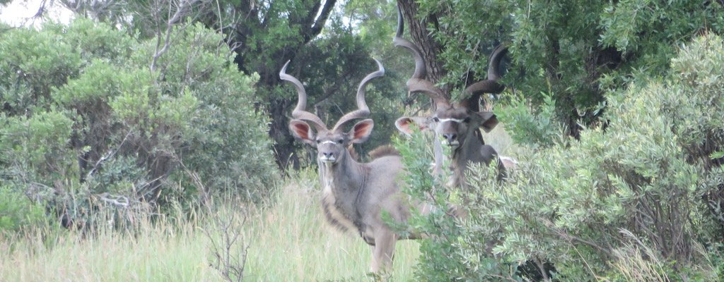african plains game hunting featured kudu